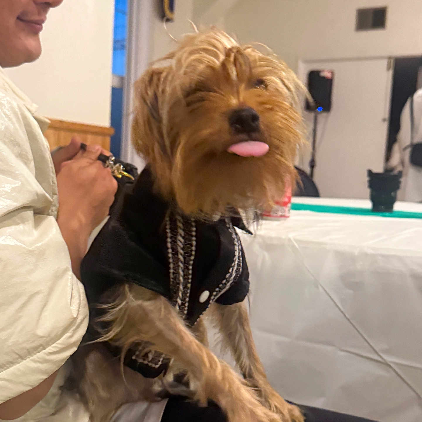 Molly joined the competition — help win amazing prizes! black_clothing, blurry_background, casual, clothing, companion, dog, expression, furry, indoor, jacket, leash, light_skin, person, pet, seated, small_dog, smile, table, tongue_out, window