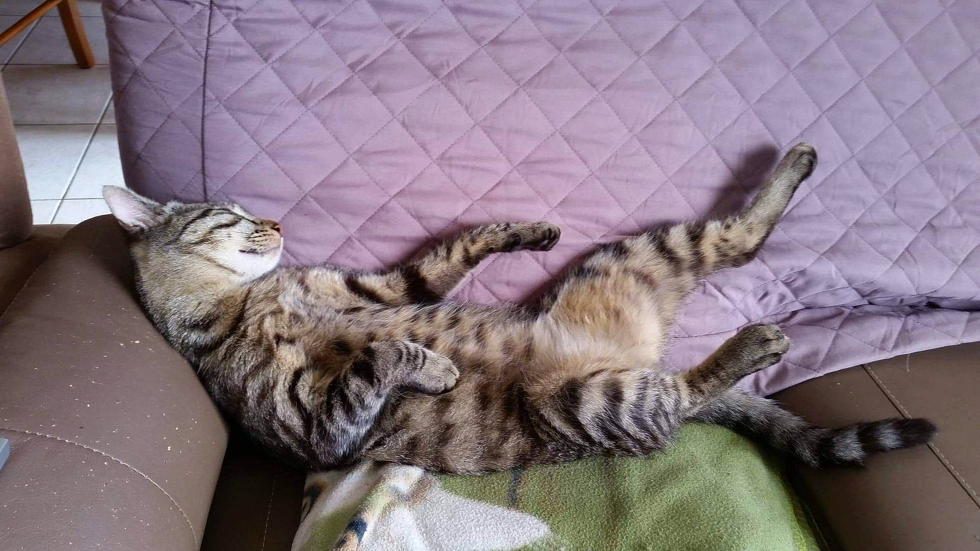 Leiko a rejoint le concours — aidez-le/la à gagner de superbes lots ! american_shorthair, australian_mist, bengal, california_spangled, carnivore, cat, domestic_short_haired_cat, dragon_li, egyptian_mau, european_shorthair, felidae, kitten, mammal, ocicat, pixie_bob, small_to_medium_sized_cats, sokoke, tabby_cat, toyger, whiskers