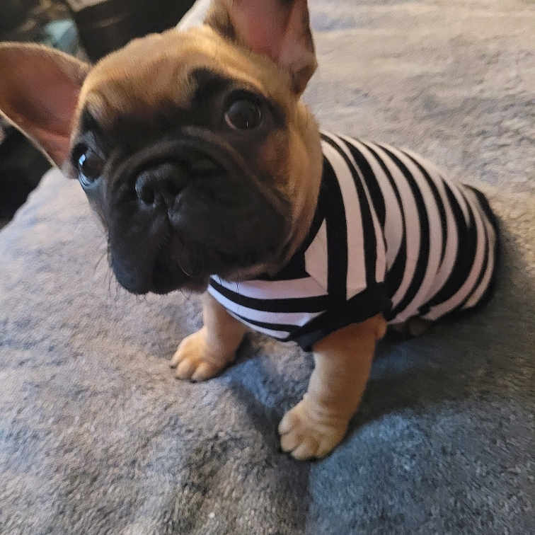 Charlie Mae joined the competition — help win amazing prizes! adorable, animal, blanket, clothing, companion, cute, dog, ears, face, french_bulldog, fur, indoor, looking_up, mammal, pet, puppy, sitting, small_dog, striped_shirt, young