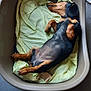 dog, dachshund, sleeping, pet_bed, blanket, indoor, floor, relaxed, paw, fur, snout, ears, cozy, resting, animal, canine, domestic_animal, tile_floor, plastic_bed, quiet