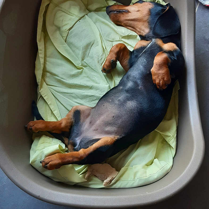 Ully a rejoint le concours — aidez-le/la à gagner de superbes lots ! animal, blanket, canine, cozy, dachshund, dog, domestic_animal, ears, floor, fur, indoor, paw, pet_bed, plastic_bed, quiet, relaxed, resting, sleeping, snout, tile_floor
