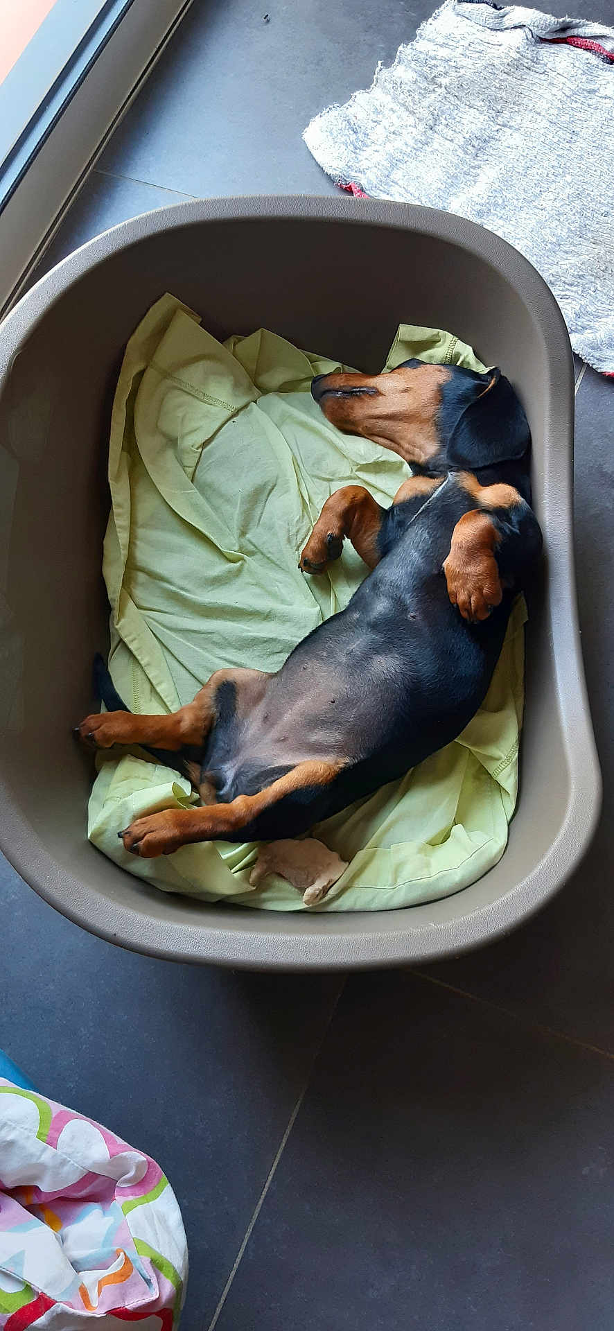 Ully a rejoint le concours — aidez-le/la à gagner de superbes lots ! dog, dachshund, sleeping, pet_bed, blanket, indoor, floor, relaxed, paw, fur, snout, ears, cozy, resting, animal, canine, domestic_animal, tile_floor, plastic_bed, quiet