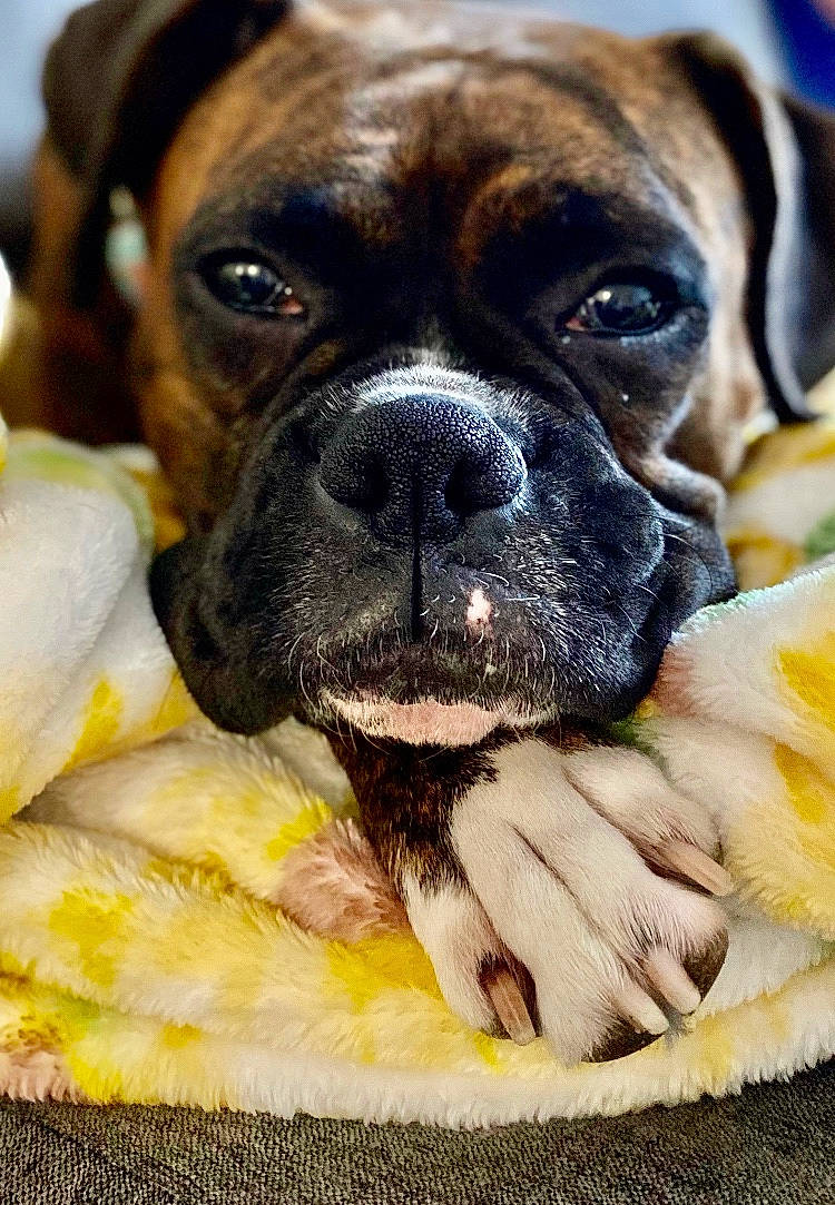 Laila joined the competition — help win amazing prizes! american_mastiff, ancient_dog_breeds, boxer, bulldog, bullmastiff, canidae, carnivore, companion_dog, dog, dog_breed, fawn, mammal, old_english_bulldog, puppy, rare_breed_dog, snout, sporting_group, valley_bulldog, vertebrate, whiskers