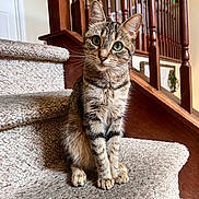 Eva is registered to the contest to win money with this photo: alert, animal, carpet, cat, curious, cute, domestic_cat, feline, fur, green_eyes, home_interior, house, indoor, pet, portrait, sitting, staircase, tabby, whiskers, wooden_banister