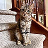 alert, animal, carpet, cat, curious, cute, domestic_cat, feline, fur, green_eyes, home_interior, house, indoor, pet, portrait, sitting, staircase, tabby, whiskers, wooden_banister