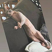 Thor participe au concours pour gagner de l'argent avec cette photo : sphynx_cat, hairless_cat, cat, pet, indoor, couch, pillow, furniture, relaxing, stretching, curious, animal, domestic, whiskers, ears, legs, tail, wooden_chair, pattern, cozy