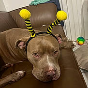 Hazel is registered to the contest to win money with this photo: dog, pet, brown_leather_couch, bee_antenna_headband, indoor, animal, closeup, resting, cute, playful, unimpressed, toy, colorful_ball, fabric, ears, paw, nose, head, face, home