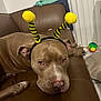 dog, pet, brown_leather_couch, bee_antenna_headband, indoor, animal, closeup, resting, cute, playful, unimpressed, toy, colorful_ball, fabric, ears, paw, nose, head, face, home