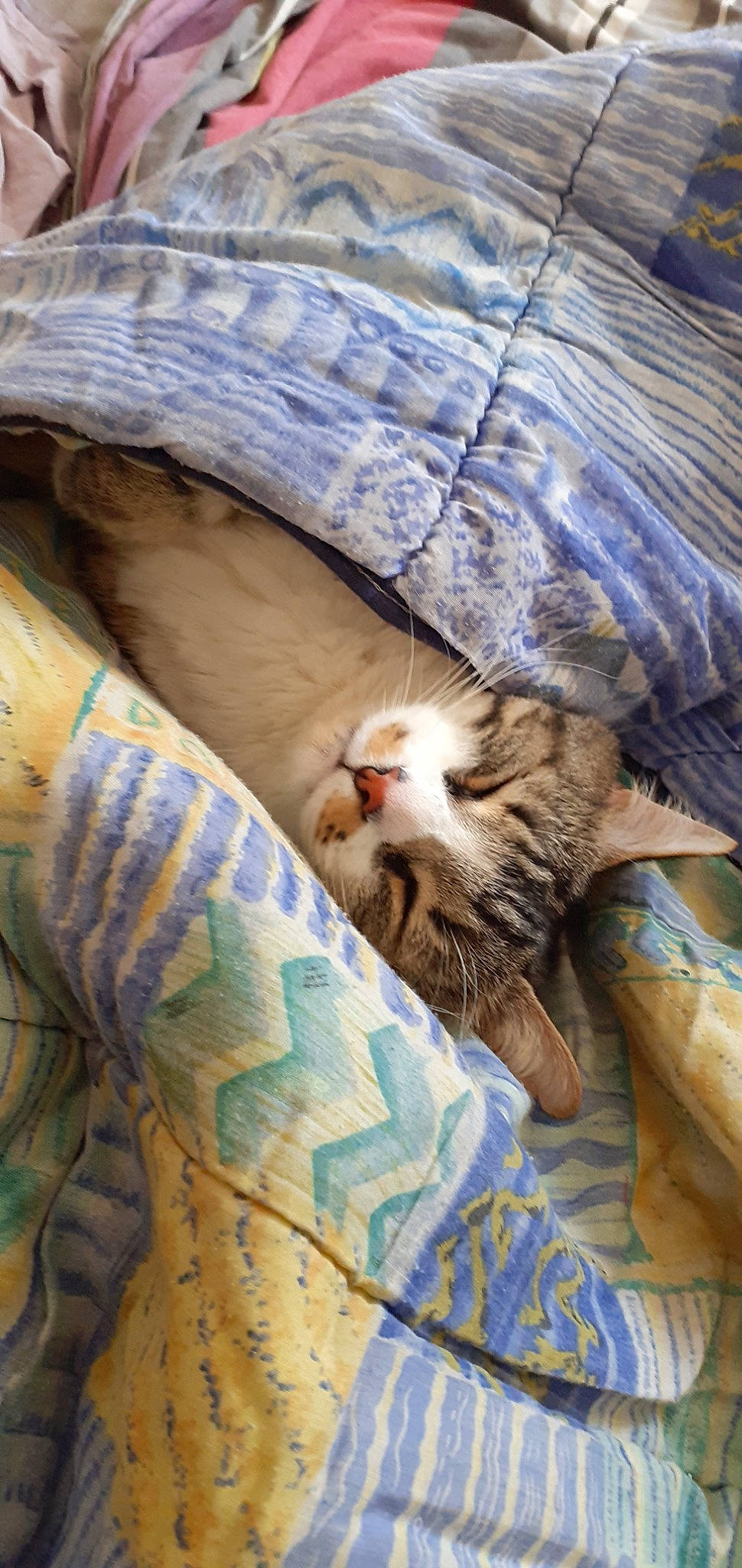 Little participe au concours pour gagner de l'argent avec cette photo : carnivore, cat, domestic_short_haired_cat, european_shorthair, felidae, fur, kitten, nap, pixie_bob, sleep, small_to_medium_sized_cats, tabby_cat, textile, whiskers