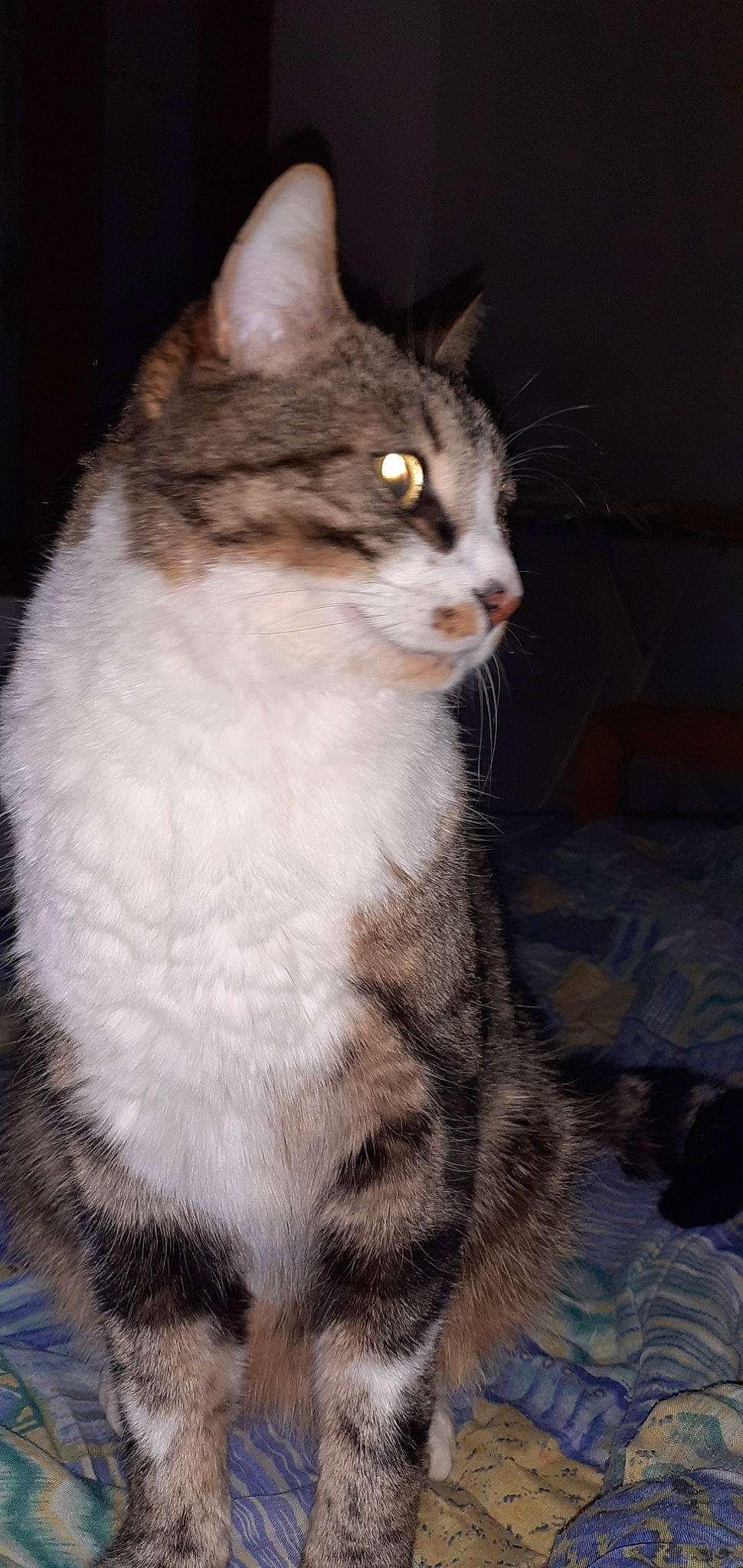 Little a rejoint le concours — aidez-le/la à gagner de superbes lots ! aegean_cat, american_bobtail, american_wirehair, asian, asian_semi_longhair, british_semi_longhair, carnivore, cat, domestic_long_haired_cat, domestic_short_haired_cat, european_shorthair, felidae, mammal, norwegian_forest_cat, small_to_medium_sized_cats, tabby_cat, vertebrate, whiskers