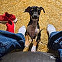 puppy, dog, carpet, jeans, socks, red_shoes, indoor, pet, small_dog, floor, curious, looking_up, furniture, worn, casual, home, animal, cute, young_dog, texture