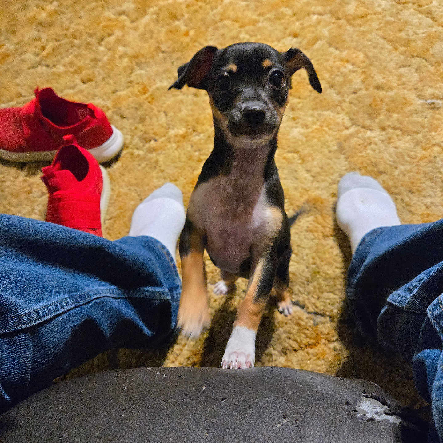 Manson joined the competition — help win amazing prizes! animal, carpet, casual, curious, cute, dog, floor, furniture, home, indoor, jeans, looking_up, pet, puppy, red_shoes, small_dog, socks, texture, worn, young_dog