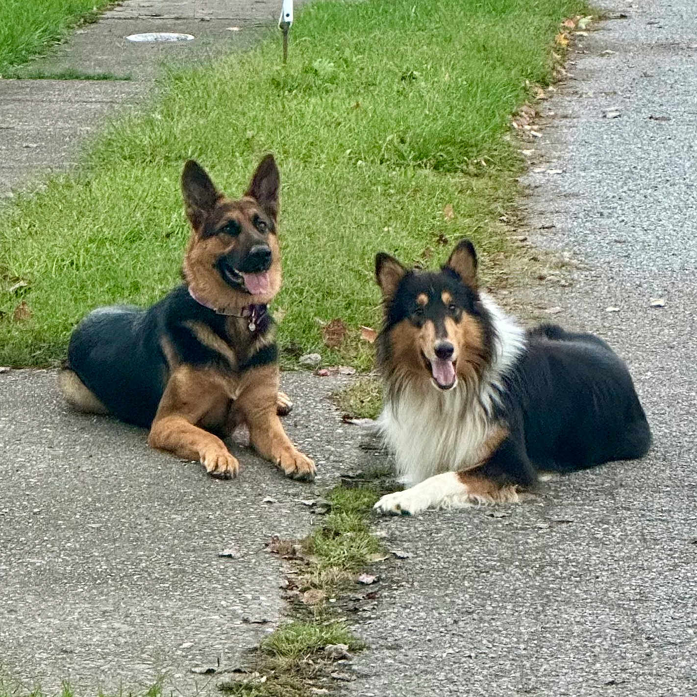Shiva And Duke