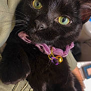 Tarot joined the competition — help win amazing prizes! animal, bell, black_cat, close_up, curious, cute, domestic_cat, fabric, face, fur, green_eyes, indoor, pet, pink_collar, portrait, purple_charm, relaxed, soft_light, texture, whiskers