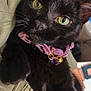 animal, bell, black_cat, close_up, curious, cute, domestic_cat, fabric, face, fur, green_eyes, indoor, pet, pink_collar, portrait, purple_charm, relaxed, soft_light, texture, whiskers