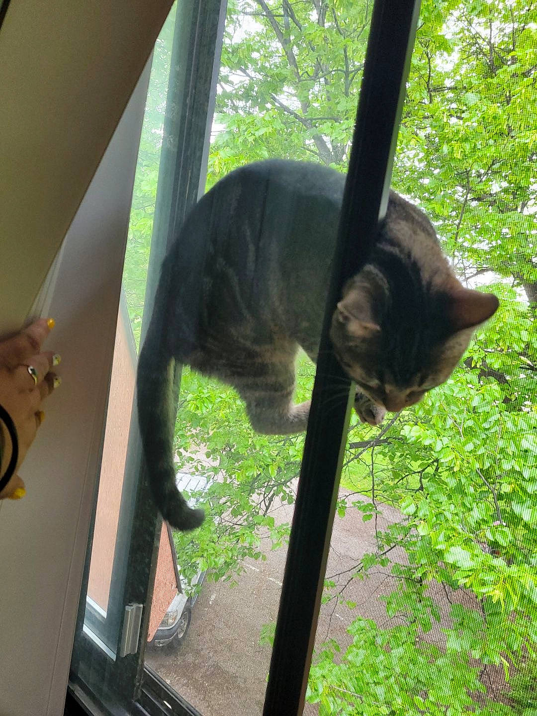 Genevieve joined the competition — help win amazing prizes! carnivore, cat, chair, domestic_short_haired_cat, fawn, felidae, glass, grass, metal, plant, shade, small_to_medium_sized_cats, snout, tail, terrestrial_animal, tints_and_shades, tree, whiskers, window, wood