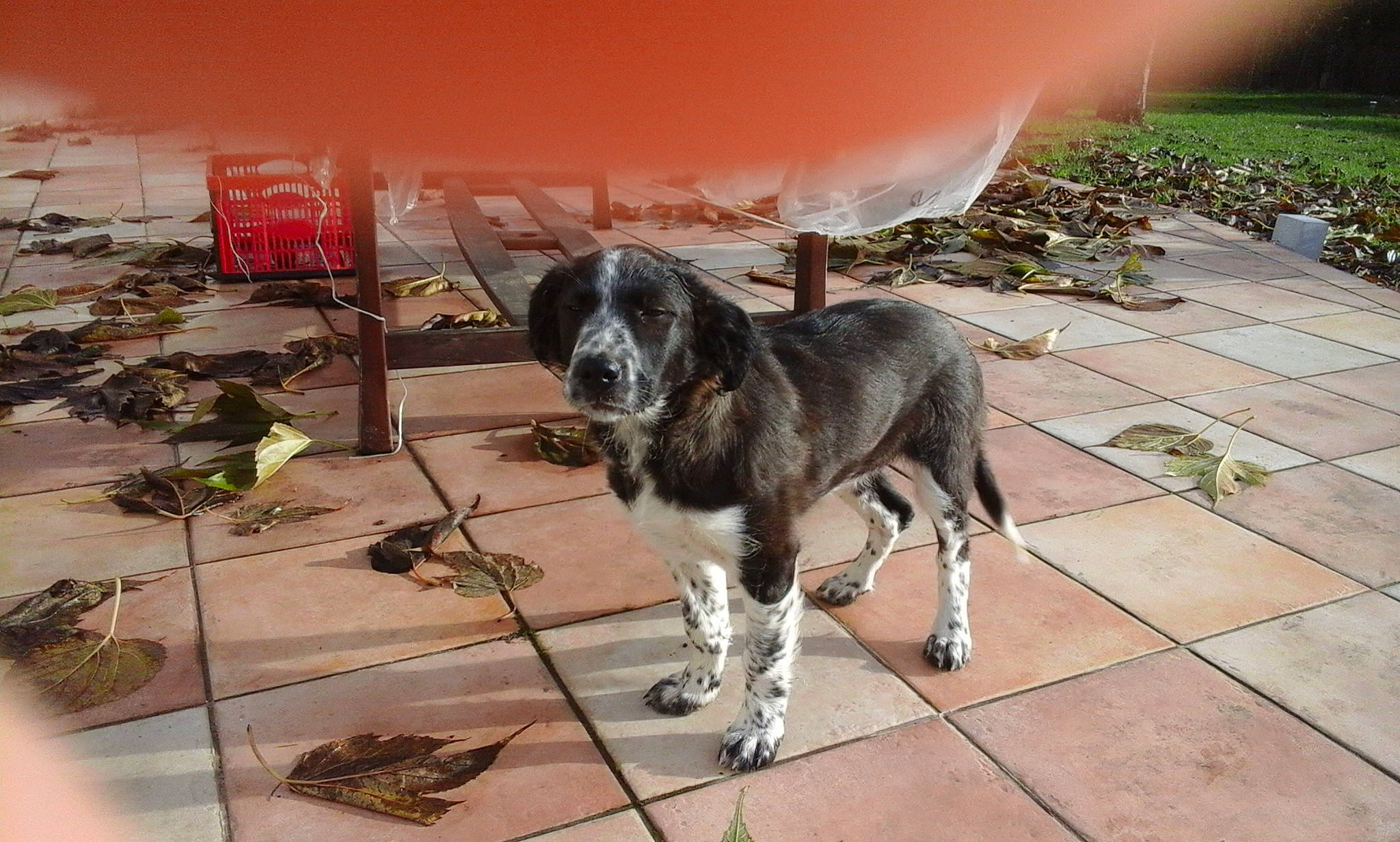 Mélie participe au concours pour gagner de l'argent avec cette photo : canidae, carnivore, collar, companion_dog, dog, dog_breed, flooring, fur, gun_dog, leash, plant, sidewalk, sporting_group, tail, working_animal, working_dog