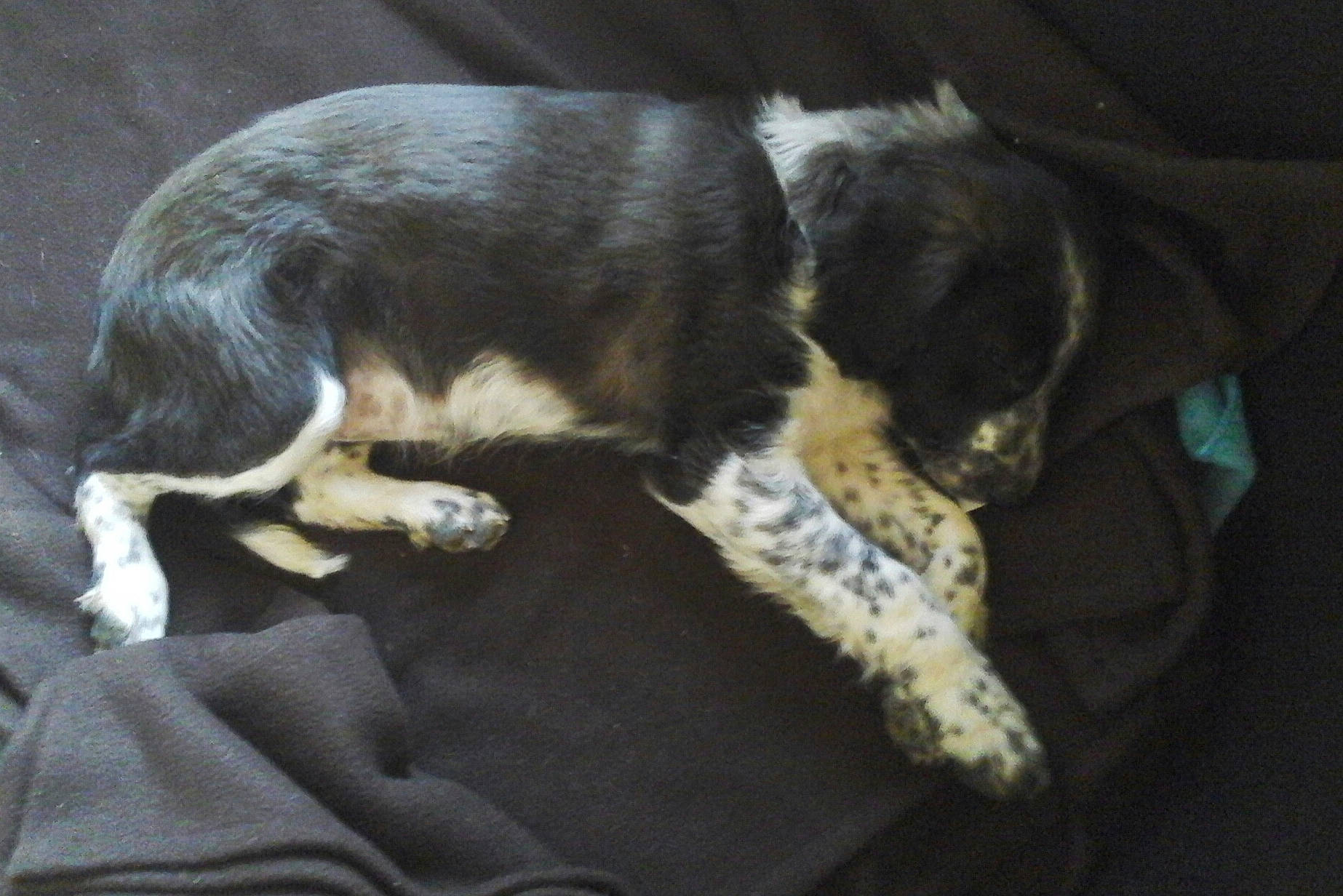 Mélie participe au concours pour gagner de l'argent avec cette photo : bored, canidae, carnivore, comfort, companion_dog, dog, dog_breed, fur, nap, snout, sporting_group, tail, terrestrial_animal, working_animal