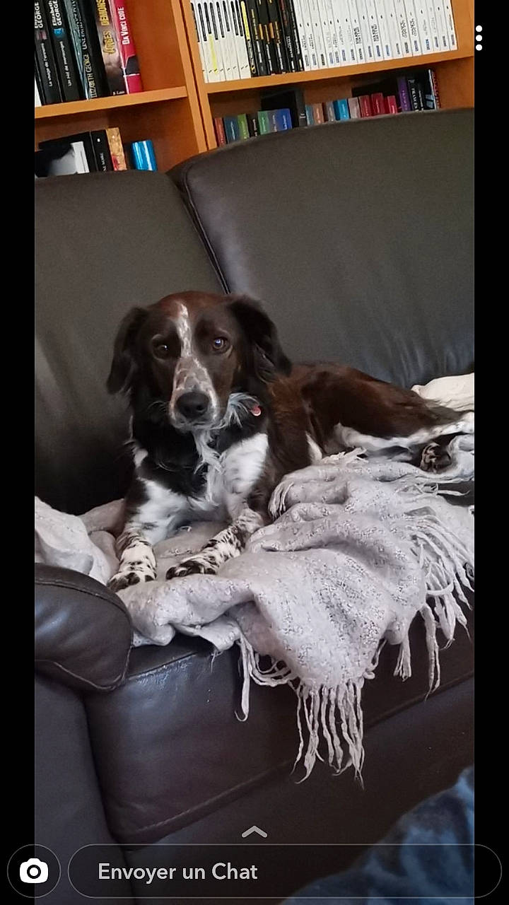 Mélie participe au concours pour gagner de l'argent avec cette photo : bookcase, canidae, carnivore, comfort, companion_dog, couch, dog, dog_breed, furniture, gun_dog, living_room, picture_frame, publication, room, shelf, shelving, spaniel, sporting_group, vertebrate, working_animal