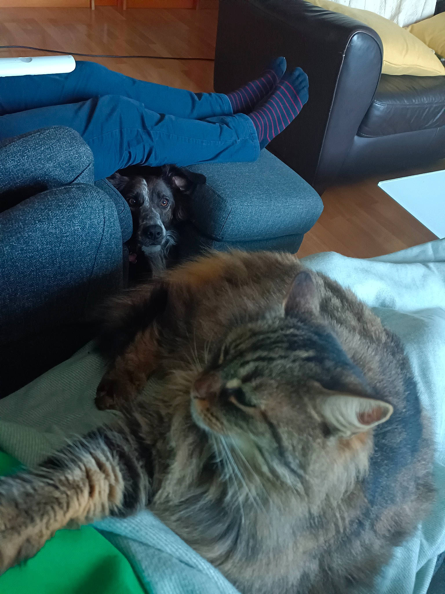 Jazz a rejoint le concours — aidez-le/la à gagner de superbes lots ! armrest, carnivore, cat, comfort, couch, domestic_short_haired_cat, electric_blue, fawn, felidae, fur, linens, mammal, room, small_to_medium_sized_cats, snout, tail, textile, vertebrate, whiskers, wood