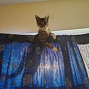 Mittens joined the competition — help win amazing prizes! cat, tabby, curtain, window, indoor, animal, pet, climbing, curiosity, blue, space_theme, pattern, feline, whiskers, ears, paws, light, shadow, ceiling, wall
