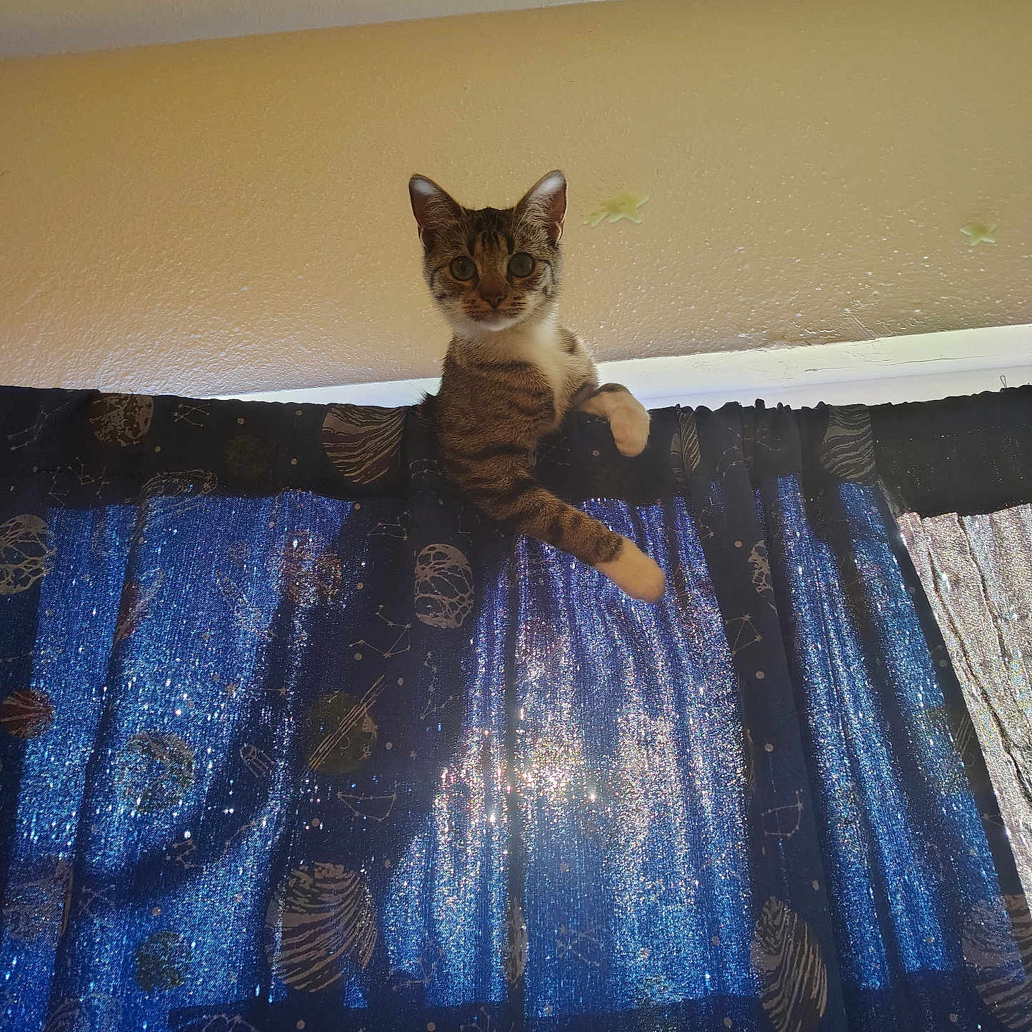 Mittens joined the competition — help win amazing prizes! cat, tabby, curtain, window, indoor, animal, pet, climbing, curiosity, blue, space_theme, pattern, feline, whiskers, ears, paws, light, shadow, ceiling, wall