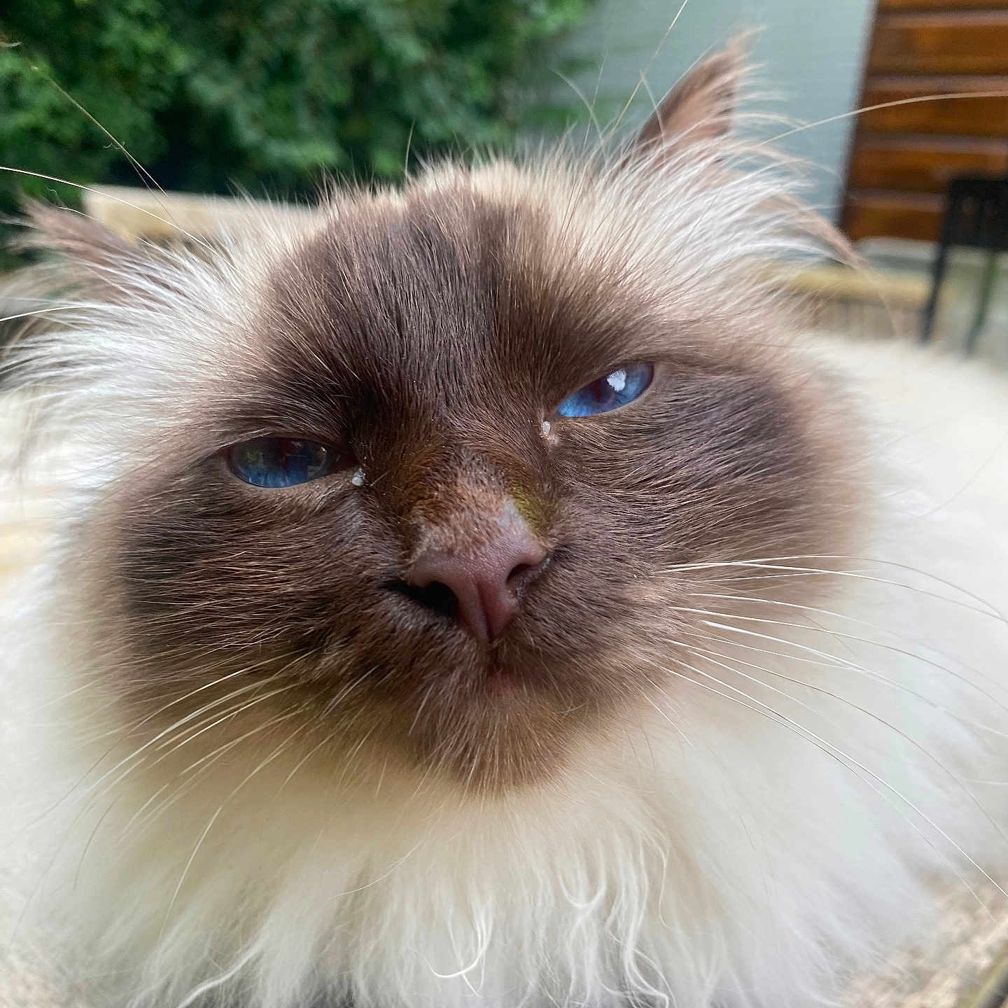 Tilcara a rejoint le concours — aidez-le/la à gagner de superbes lots ! angora, animal, cat, face, flower, grass, hardwood, head, kitten, manx, person, pet, photography, plant, portrait, pottedplant, siamese, snout, wood