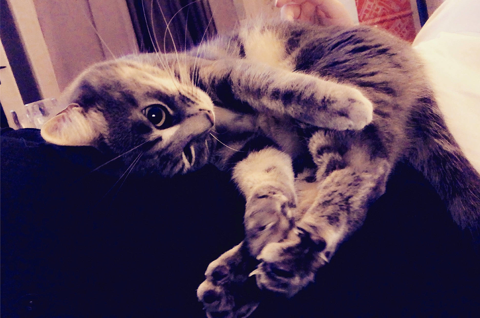 Bounty participe au concours pour gagner de l'argent avec cette photo : american_shorthair, asian, carnivore, cat, cloud, dragon_li, ear, egyptian_mau, european_shorthair, eye, felidae, fur, kitten, paw, polydactyl_cat, sky, small_to_medium_sized_cats, snout, tabby_cat, whiskers