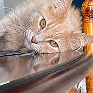 Tygrou a rejoint le concours — aidez-le/la à gagner de superbes lots ! cat, orange_cat, fluffy, whiskers, close_up, indoor, wooden_surface, reflection, relaxed, pet, feline, yellow_eyes, fur, face, animal, domestic_cat, table, resting, soft_light, cozy