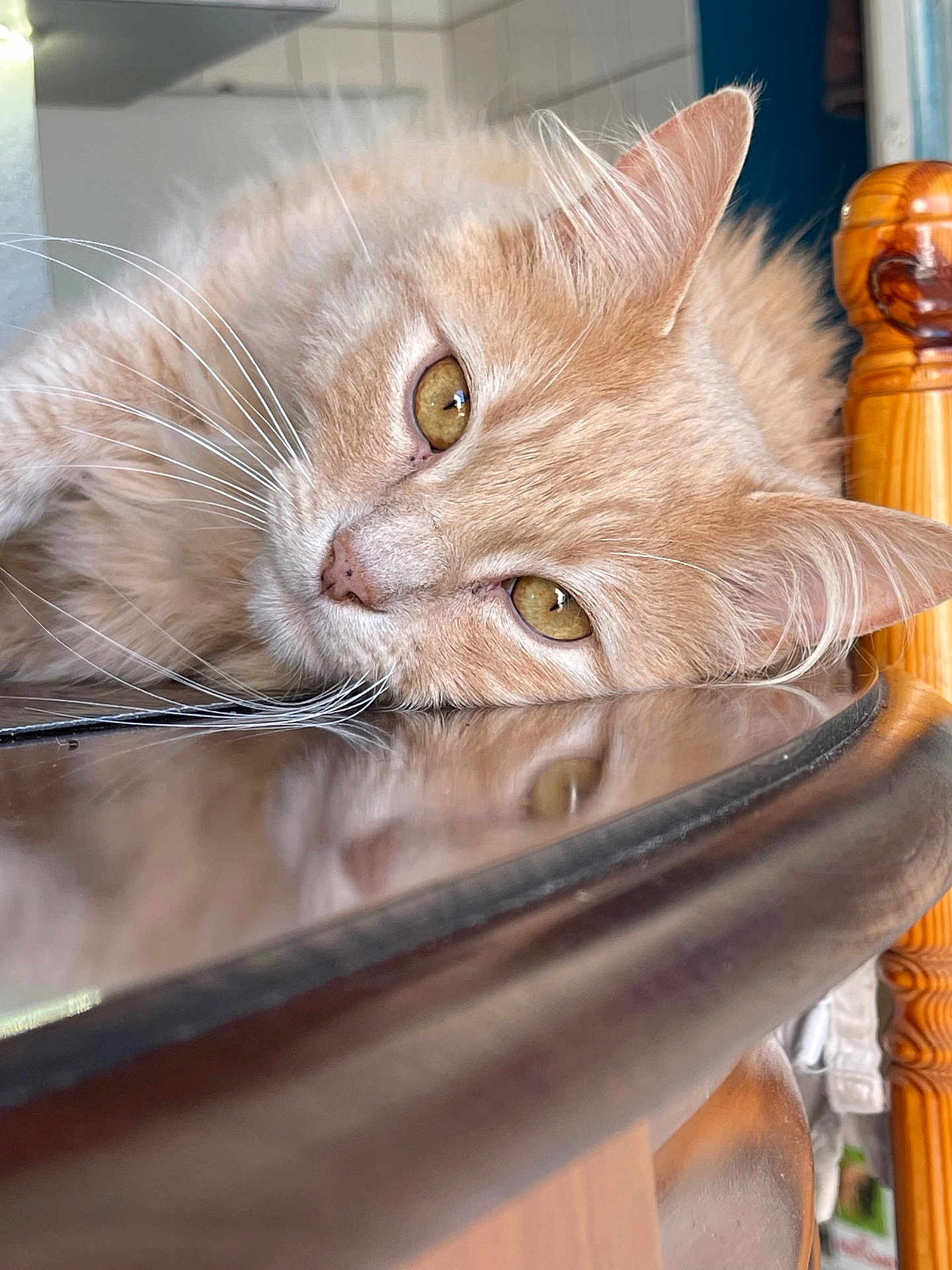Tygrou a rejoint le concours — aidez-le/la à gagner de superbes lots ! cat, orange_cat, fluffy, whiskers, close_up, indoor, wooden_surface, reflection, relaxed, pet, feline, yellow_eyes, fur, face, animal, domestic_cat, table, resting, soft_light, cozy