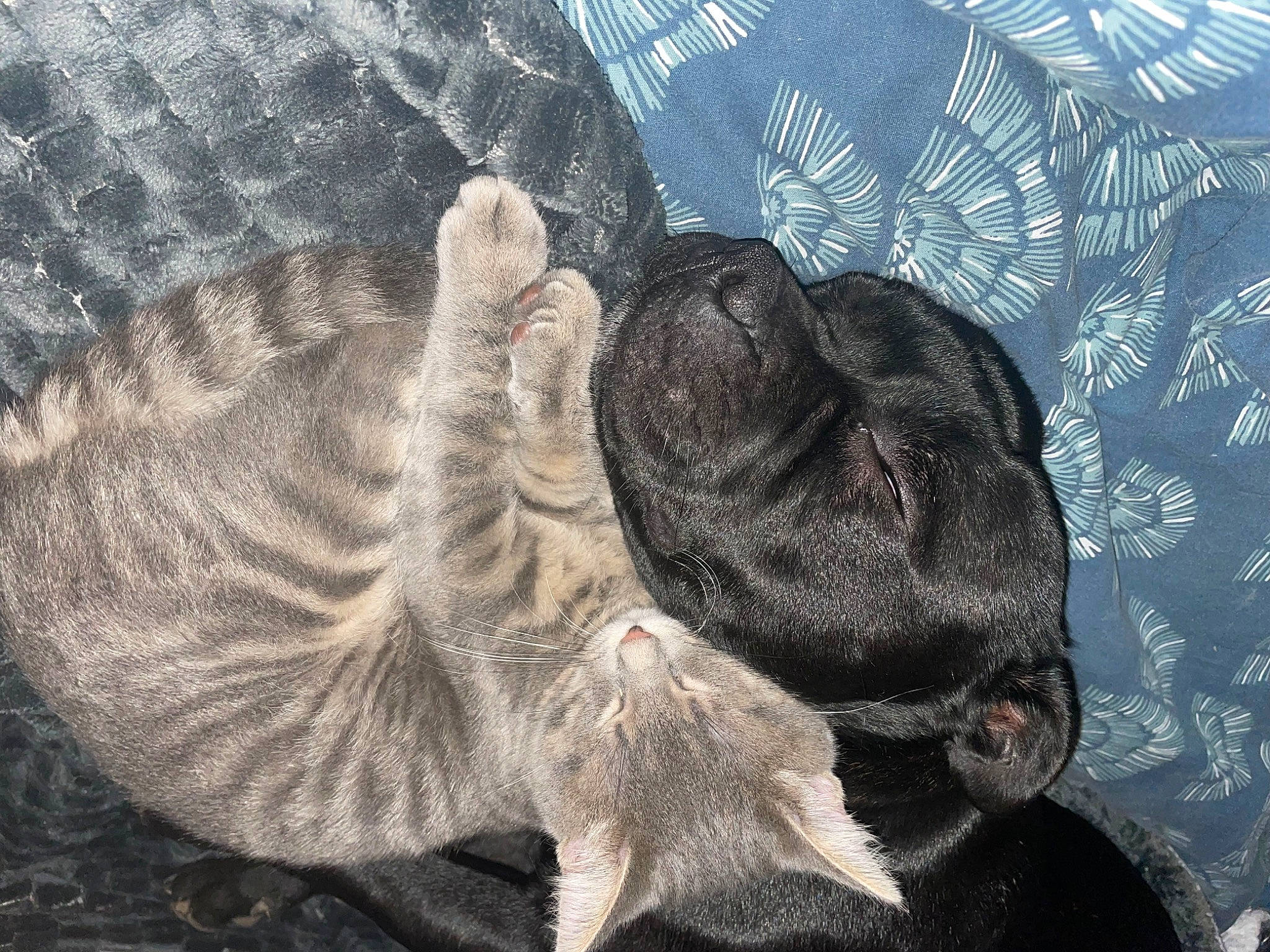 Redhot a rejoint le concours — aidez-le/la à gagner de superbes lots ! carnivore, cat, claw, comfort, dog_breed, domestic_short_haired_cat, felidae, fur, grey, liver, nap, pattern, paw, small_to_medium_sized_cats, snout, tail, terrestrial_animal, whiskers, wildlife, working_animal