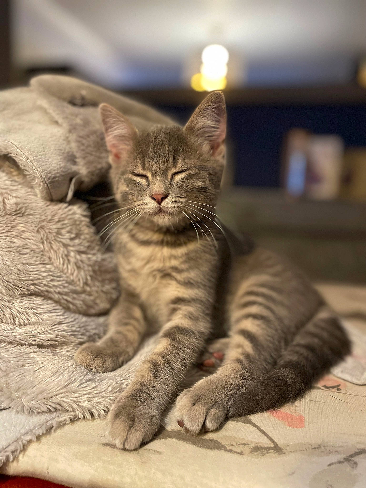 Twix a rejoint le concours — aidez-le/la à gagner de superbes lots ! carnivore, cat, claw, comfort, domestic_short_haired_cat, felidae, fur, grey, paw, sitting, small_to_medium_sized_cats, snout, tail, terrestrial_animal, whiskers, wildlife