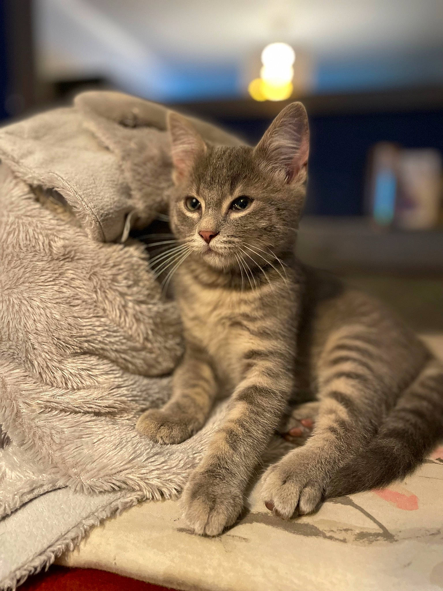 Twix a rejoint le concours — aidez-le/la à gagner de superbes lots ! carnivore, cat, claw, comfort, domestic_short_haired_cat, fawn, felidae, fur, grey, paw, sitting, small_to_medium_sized_cats, snout, tail, terrestrial_animal, whiskers, wildlife