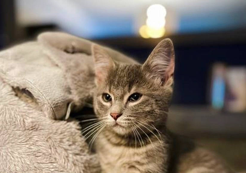 Twix participe au concours pour gagner de l'argent avec cette photo : carnivore, cat, claw, domestic_short_haired_cat, felidae, fur, paw, small_to_medium_sized_cats, snout, terrestrial_animal, whiskers, wildlife