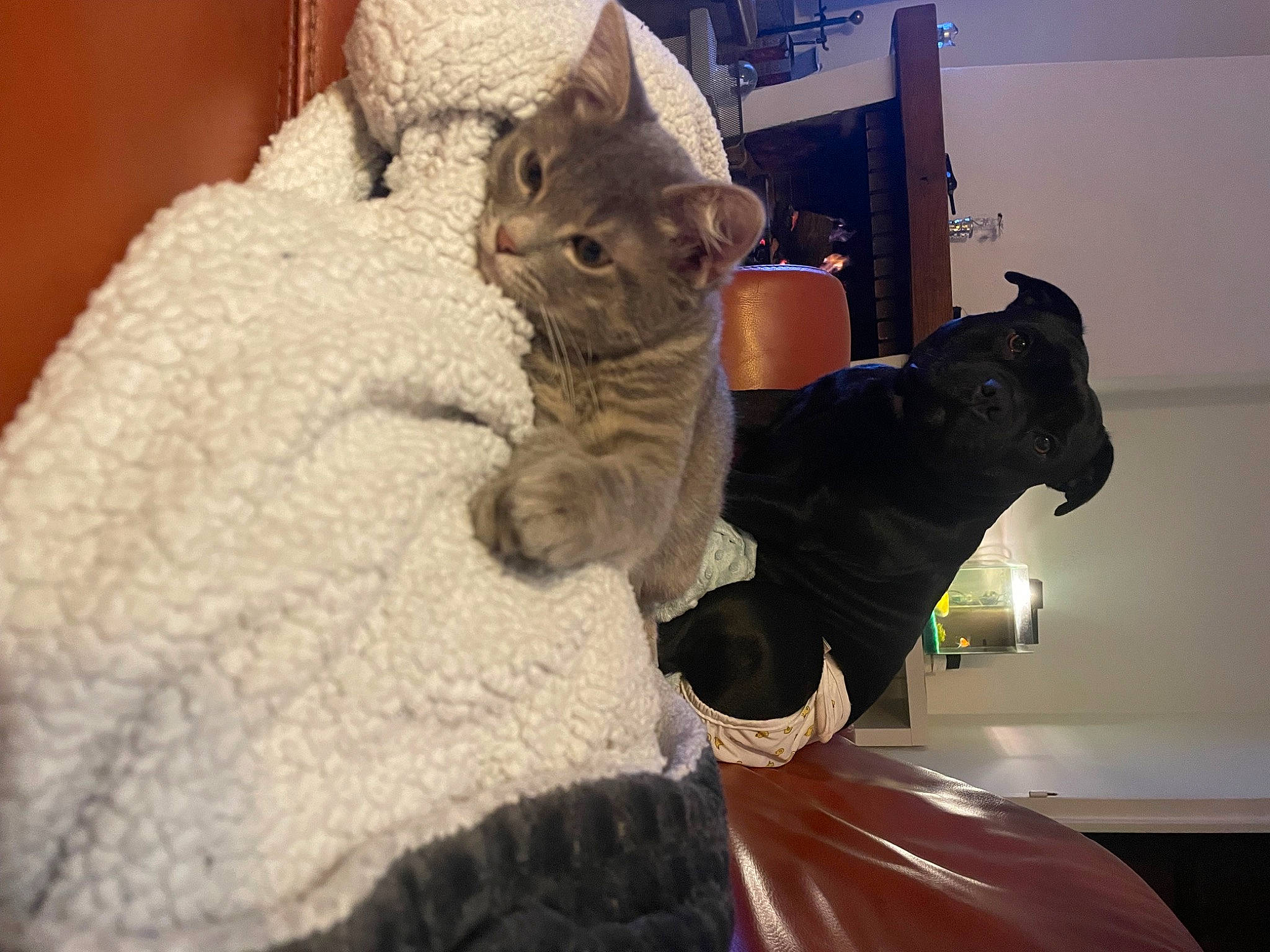 Twix participe au concours pour gagner de l'argent avec cette photo : bed, carnivore, cat, claw, comfort, domestic_short_haired_cat, fawn, felidae, fur, linens, paw, plush, room, small_to_medium_sized_cats, snout, stuffed_toy, tail, teddy_bear, toy, whiskers