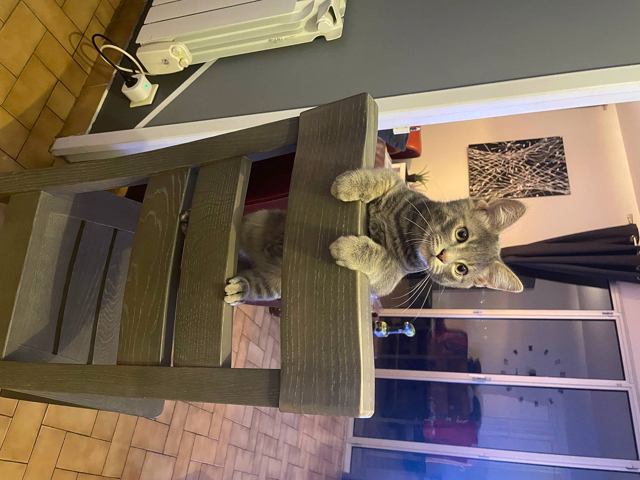 Twix participe au concours pour gagner de l'argent avec cette photo : art, building, cat, ceiling, daylighting, facade, felidae, flooring, glass, hardwood, house, metal, room, small_to_medium_sized_cats, space, stairs, visual_arts, window, wood