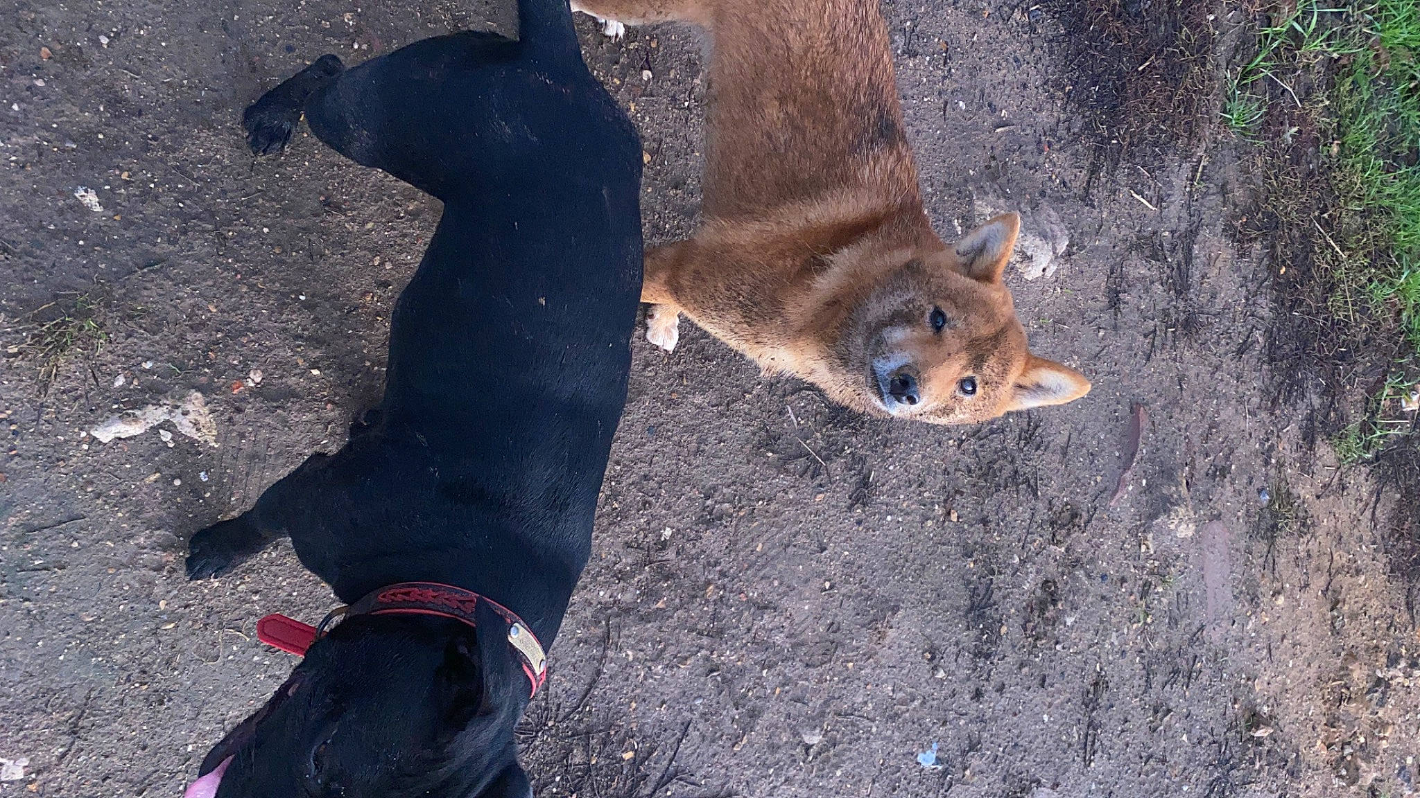 Naya a rejoint le concours — aidez-le/la à gagner de superbes lots ! asphalt, canidae, carnivore, collar, dog, dog_breed, fawn, fur, grass, leash, plant, road_surface, shadow, snout, sporting_group, tail, terrestrial_animal, tree, wildlife, working_animal