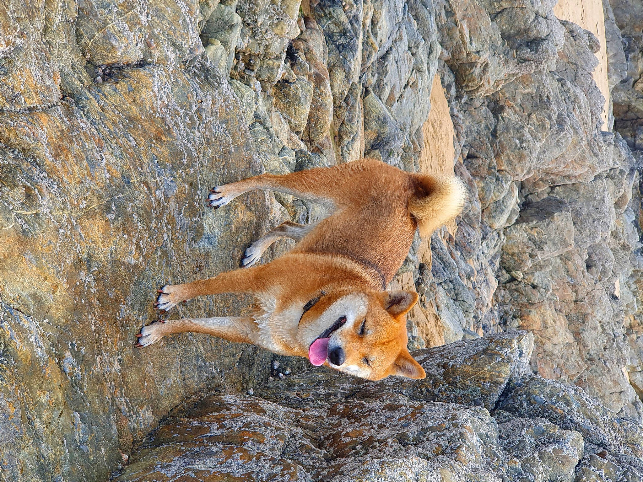 Naya a rejoint le concours — aidez-le/la à gagner de superbes lots ! bedrock, canidae, carnivore, dog, dog_breed, fawn, fur, rock, snout, spring, tail, terrestrial_animal, wildlife