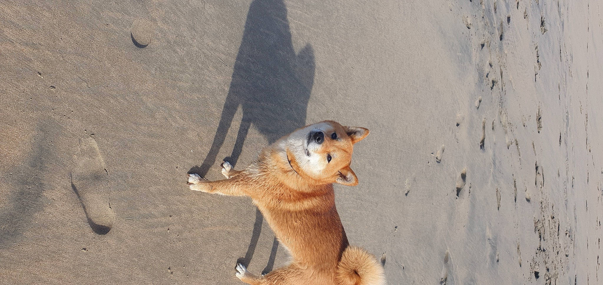 Naya participe au concours pour gagner de l'argent avec cette photo : asphalt, beach, carnivore, claw, dog_breed, fox, fur, landscape, mammal, paw, road_surface, rodent, sand, shadow, soil, swift_fox, tail, terrestrial_animal, vertebrate, whiskers