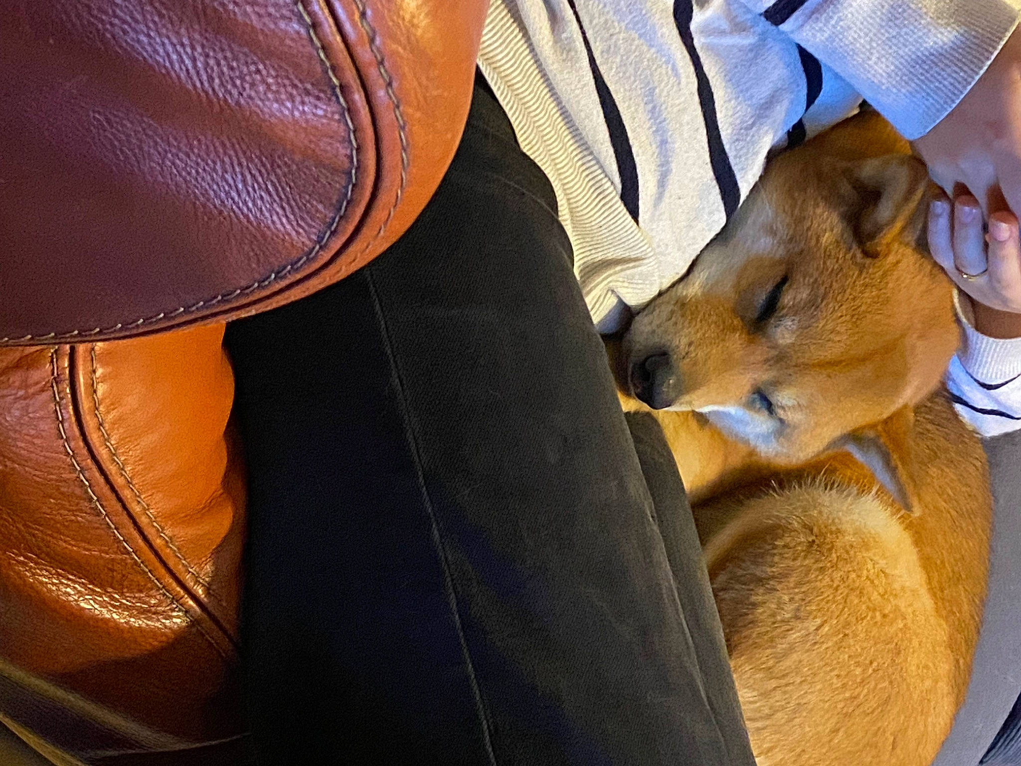 Naya a rejoint le concours — aidez-le/la à gagner de superbes lots ! bag, canidae, carnivore, comfort, companion_dog, dog, dog_breed, electric_blue, fashion_accessory, fawn, fur, human_leg, leather, luggage_and_bags, peach, pocket, sitting, sporting_group, whiskers, wildlife