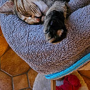 Cayenne a rejoint le concours — aidez-le/la à gagner de superbes lots ! cat, tabby, sleeping, paw, pet_bed, plush, feline, cozy, indoor, resting, animal, cute, fur, relaxed, household, tile_floor, stretching, bed, domestic_cat, comfort