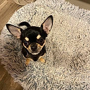 Hipop a rejoint le concours — aidez-le/la à gagner de superbes lots ! dog, chihuahua, small_dog, pet, animal, ears, fur, eyes, indoor, rug, shaggy_rug, floor, wood_floor, curtain, looking_up, cute, companion, domestic_animal, sitting, alert