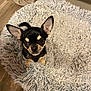 dog, chihuahua, small_dog, pet, animal, ears, fur, eyes, indoor, rug, shaggy_rug, floor, wood_floor, curtain, looking_up, cute, companion, domestic_animal, sitting, alert
