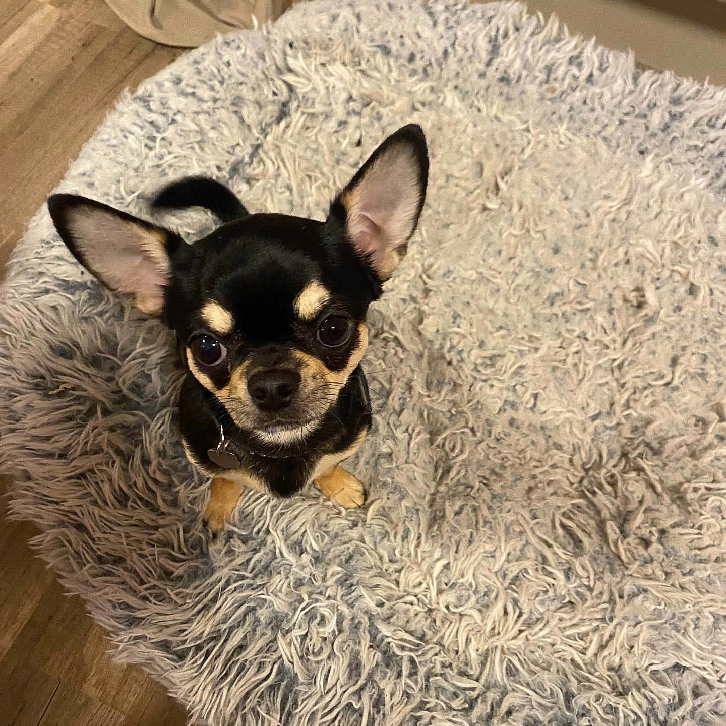 Hipop a rejoint le concours — aidez-le/la à gagner de superbes lots ! alert, animal, chihuahua, companion, curtain, cute, dog, domestic_animal, ears, eyes, floor, fur, indoor, looking_up, pet, rug, shaggy_rug, sitting, small_dog, wood_floor
