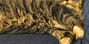 Winston Michael is registered to the contest to win money with this photo: animal, blue, cat, couch, cozy, cute, domestic, ears, fluffy, fur, indoor, kitten, paw, pet, quilted, relaxed, resting, sleeping, tabby, whiskers