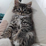 Winston Michael is registered to the contest to win money with this photo: kitten, cat, tabby, fluffy, pet, animal, fur, whiskers, paws, lap, indoor, relaxed, cute, small, domestic, mammal, young, feline, eyes, person