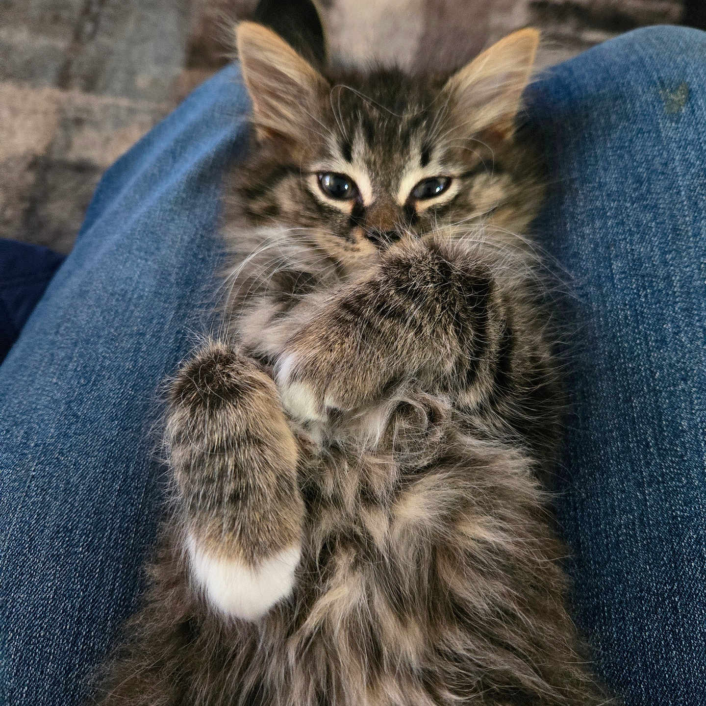 Winston Michael is registered to the contest to win money with this photo: adorable, animal, cat, closeup, comfort, cute, feline, fluffy, fur, indoor, kitten, lap, mammal, paw, pet, relaxed, resting, sleepy, tabby, young