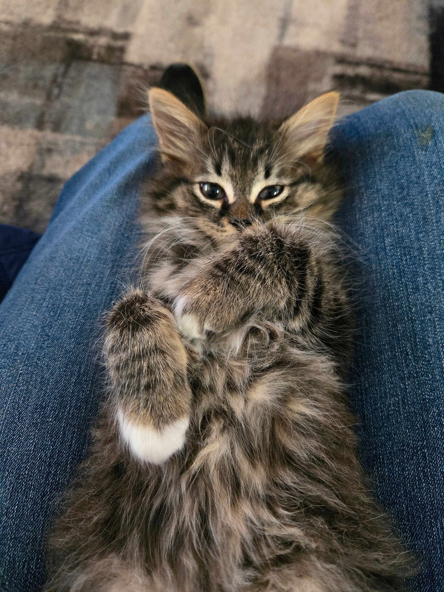 Winston Michael is registered to the contest to win money with this photo: kitten, cat, fluffy, tabby, pet, animal, cute, sleepy, paw, fur, lap, relaxed, indoor, closeup, adorable, young, mammal, resting, feline, comfort