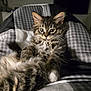 animal, blanket, cat, checkered, cozy, cute, ears, eyes, feline, fluffy, fur, home, indoor, kitten, pet, portrait, relaxed, resting, tabby, whiskers