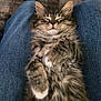Winston Michael is registered to the contest to win money with this photo: kitten, cat, sleeping, fluffy, tabby, pet, animal, cute, lap, jeans, relaxed, furry, domestic_cat, mammal, indoor, cozy, resting, whiskers, paws, young